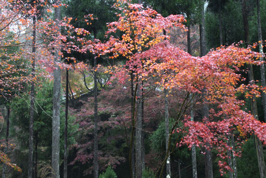 霧の宗蓮寺_e0048413_20594960.jpg