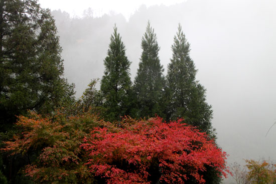 霧の宗蓮寺_e0048413_210280.jpg