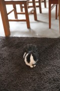 ただ今進行中 「三宅の家」_e0029115_180437.jpg