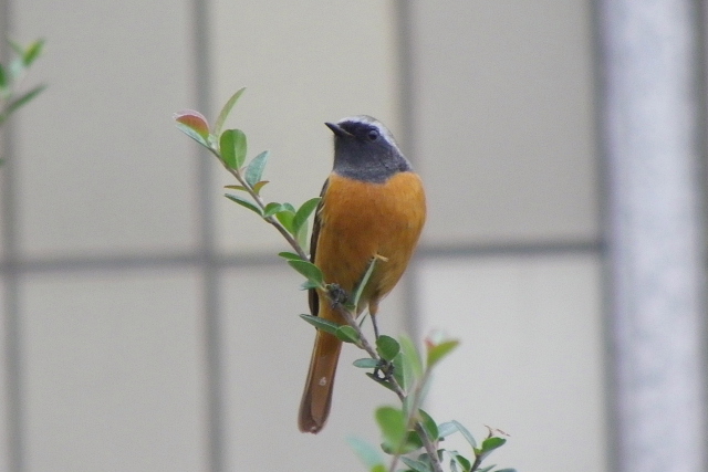 三日月・ジョウビタキ♂・神戸市立森林植物園の紅葉3_a0037019_6313622.jpg