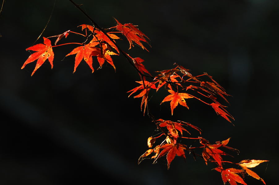 a0169060_1555563.jpg