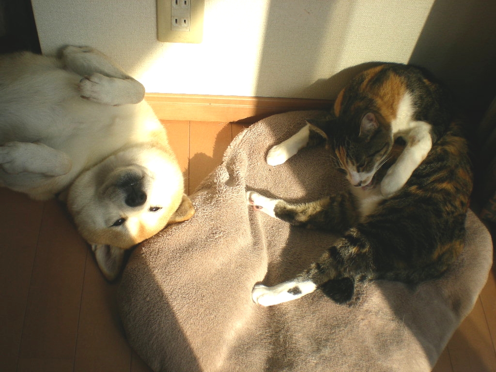 2011年11月24日(木)愛ちゃんは大忙し?!_f0060461_16102287.jpg
