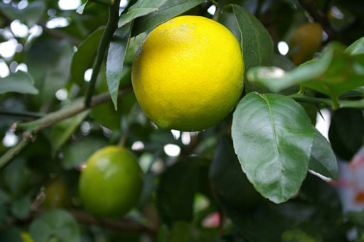 自宅の庭のレモンを使ったスパゲッティ（2011・11・23）_c0014967_2133742.jpg