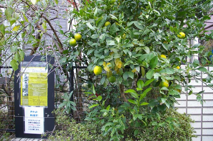 自宅の庭のレモンを使ったスパゲッティ（2011・11・23）_c0014967_2143529.jpg