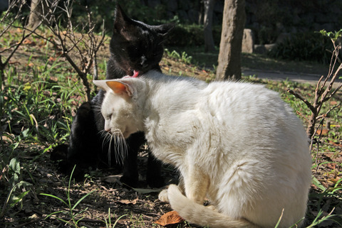 黒猫さんと白猫さん。。。_c0183167_21464223.jpg