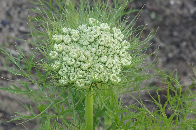 初めて見る人参の花_e0181373_2143029.jpg