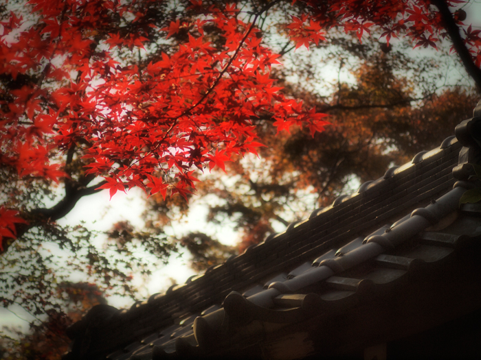 月例東京散策*11月~奥多摩へ1~_a0161380_12525387.jpg