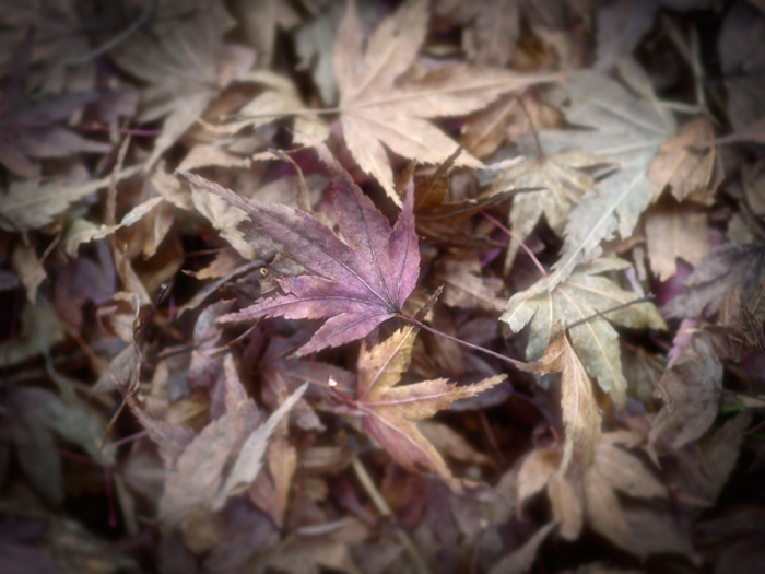 平林寺の紅葉~1~_a0161380_21252992.jpg