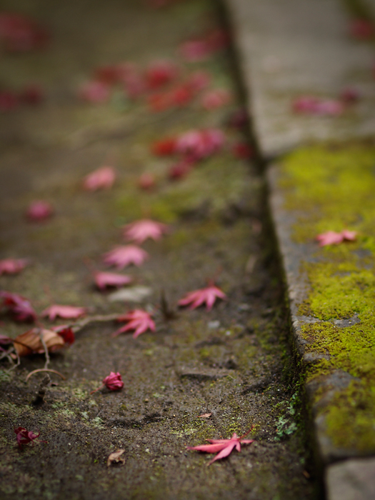 平林寺の紅葉~1~_a0161380_21292928.jpg