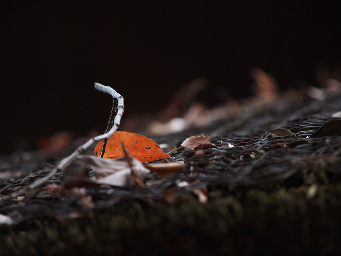 平林寺の紅葉~1~_a0161380_21315117.jpg