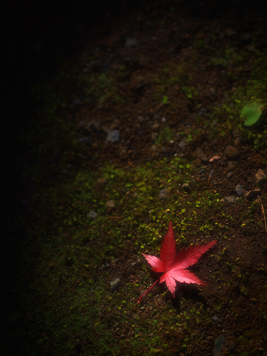 平林寺の紅葉~1~_a0161380_21335816.jpg