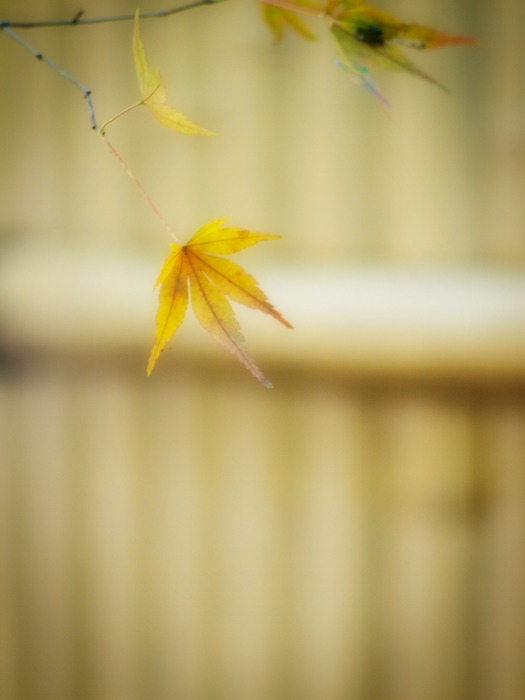 平林寺の紅葉~1~_a0161380_21353099.jpg
