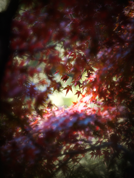 平林寺の紅葉~1~_a0161380_21375350.jpg