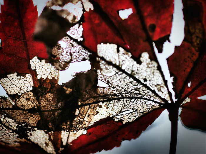 平林寺の紅葉~1~_a0161380_21415881.jpg