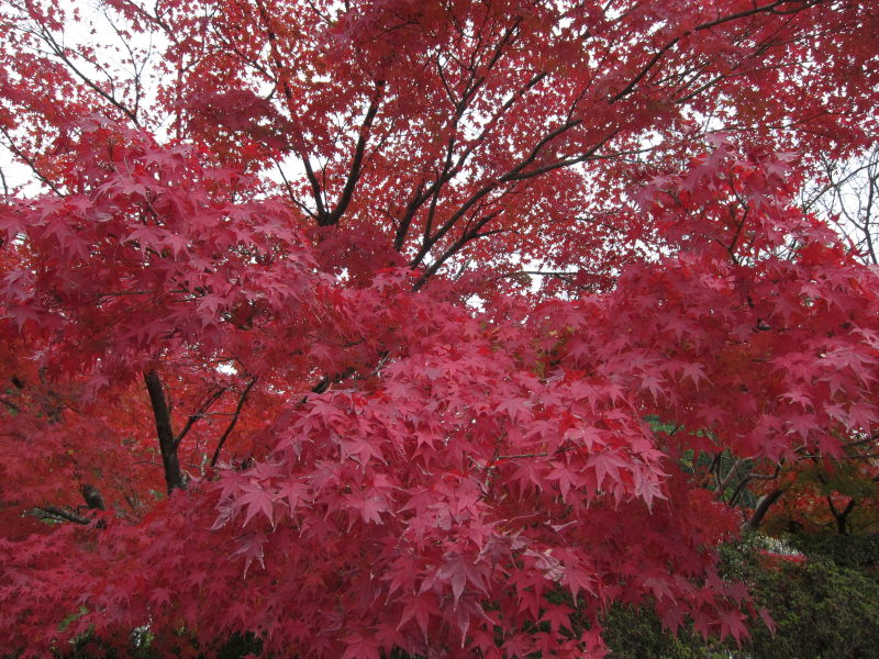 美しい紅葉を求めて．．．そしてまたもや出発します！_e0138081_432404.jpg