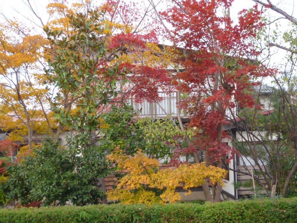 高田住宅街での紅葉！_e0065084_17365593.jpg