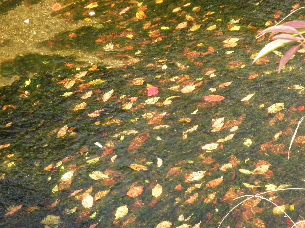 やっぱりそれなり紅葉、京都東山トレール（河原町四条→大山祇神社）2011/11/20（日）晴時々曇　単独 _c0134193_2156329.jpg