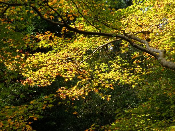 やっぱりそれなり紅葉、京都東山トレール（河原町四条→大山祇神社）2011/11/20（日）晴時々曇　単独 _c0134193_2245897.jpg