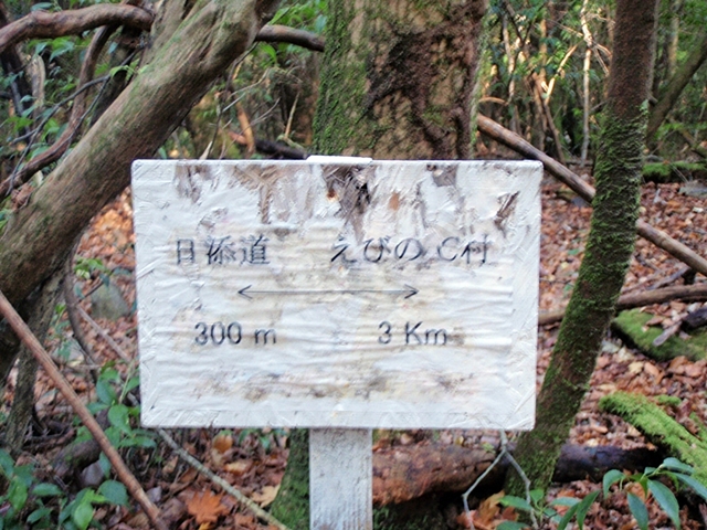 えびの高原～栗野岳へ　２０１１年１１月２２日(火)_e0095197_19375111.jpg