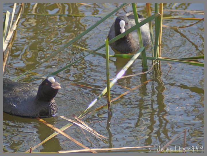 遊水池にて_c0129300_1957395.jpg