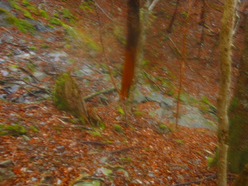 三嶺　新登山道コース　　 2011年10月の遭難コース_b0124306_23183362.jpg