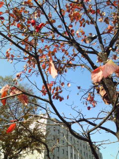 2011.11.25 近況_d0027507_17321841.jpg