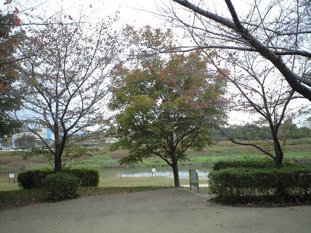 嵐山まで、、行こうと思ったが 鳥羽で引き返した。おせき餅と大徳寺苺_a0194908_1526572.jpg
