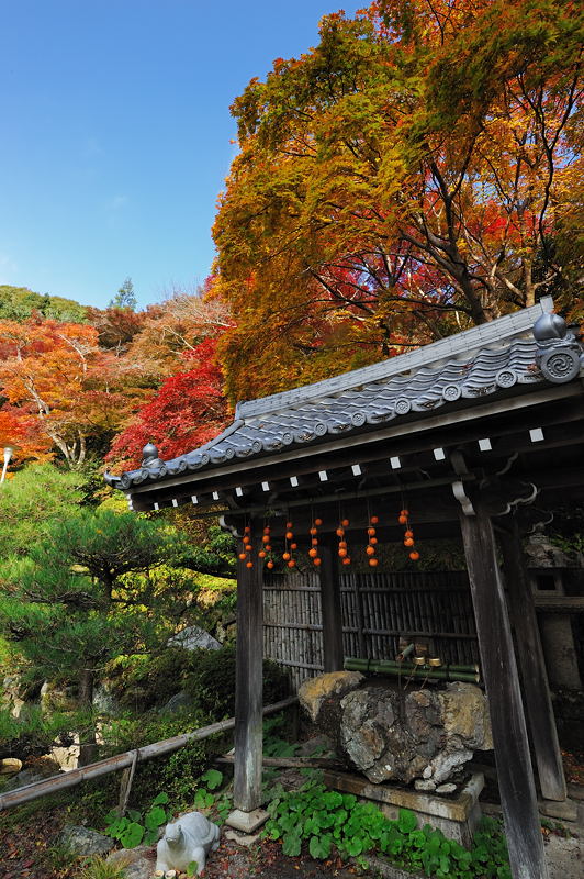 2011京都の紅葉・金蔵寺　其の一_f0032011_2158189.jpg