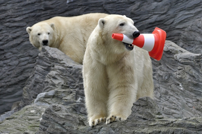 チェコ・プラハ動物園とロシア・クラスノヤルスク動物園のホッキョクグマのお誕生会_a0151913_7121651.jpg