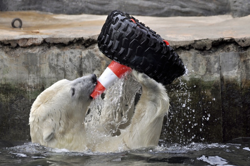 チェコ・プラハ動物園とロシア・クラスノヤルスク動物園のホッキョクグマのお誕生会_a0151913_7123235.jpg