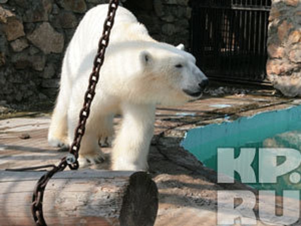 チェコ・プラハ動物園とロシア・クラスノヤルスク動物園のホッキョクグマのお誕生会_a0151913_7161233.jpg