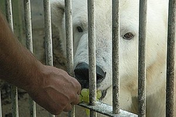 ドイツ・ノイミュンスター動物園のマイカ逝く　～　その数奇なる生涯の終焉_a0151913_8444224.jpg