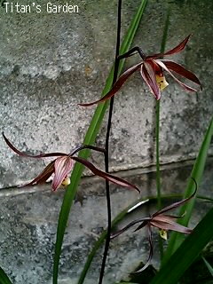 Cymbidium kanran \'Beniwashi\'_b0099813_137456.jpg