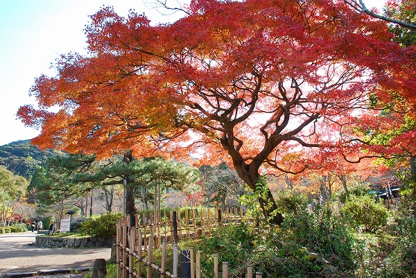 紅葉　－　円山公園とか…_a0114714_1624057.jpg