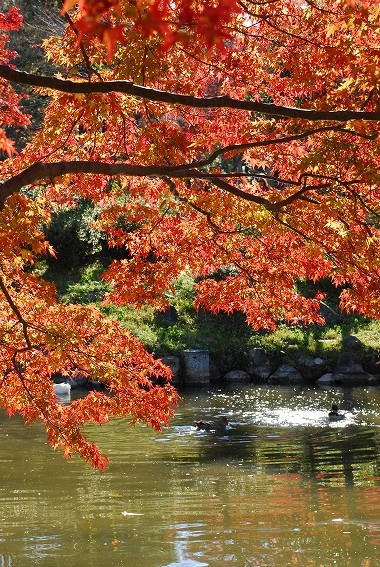 紅葉　－　円山公園とか…_a0114714_1624892.jpg