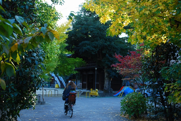 紅葉　－　円山公園とか…_a0114714_17462267.jpg