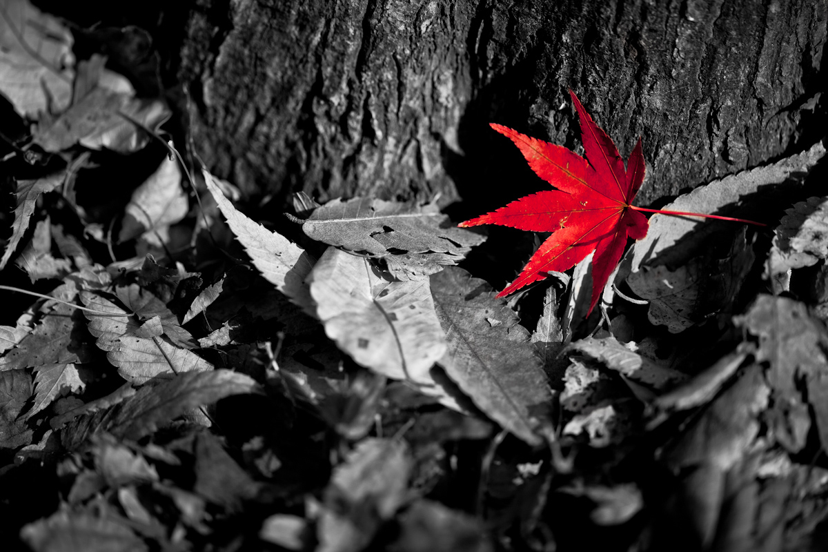 紅葉狩り_b0213320_2258266.jpg