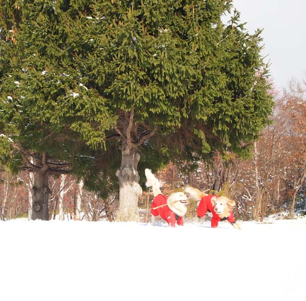 今年最初の雪遊び♪_f0227228_13275014.jpg