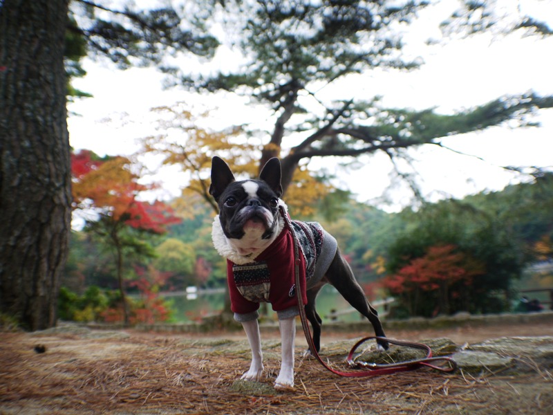 再度公園、今年の紅葉は・・・・_d0155952_19233525.jpg