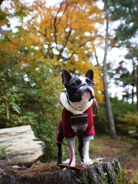 再度公園、今年の紅葉は・・・・_d0155952_19272060.jpg