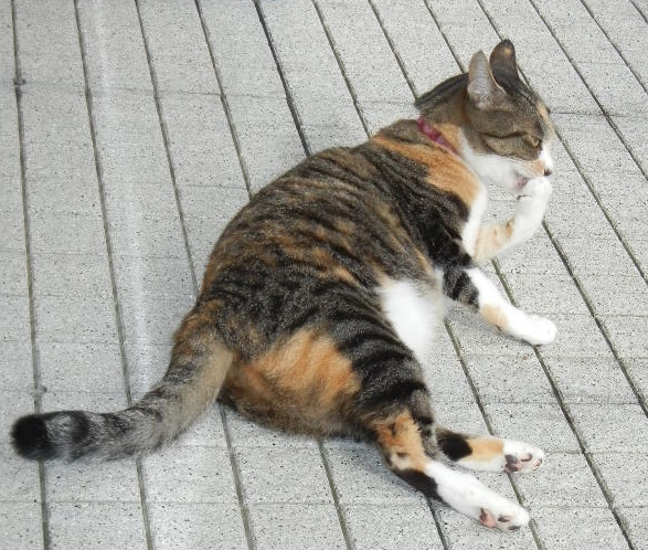 2011年11月25日(金)良くなっているけどあと2週間!_f0060461_14384955.jpg