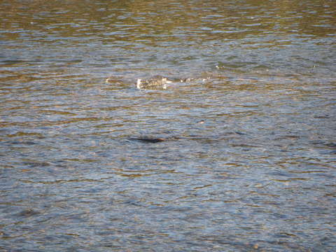 salmon watching_b0212164_2291139.jpg