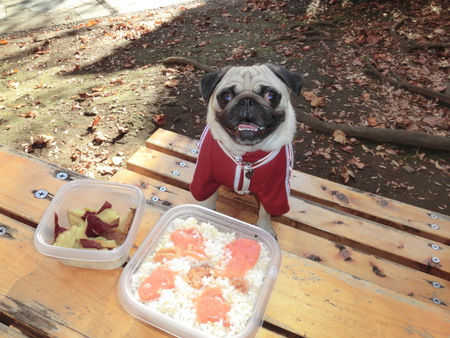 今日の一句「公園の・ベンチで犬と・お弁当」_b0190666_16294875.jpg