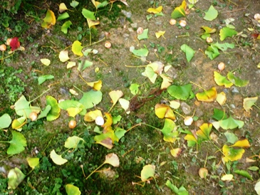 a0219573_22561041.jpg