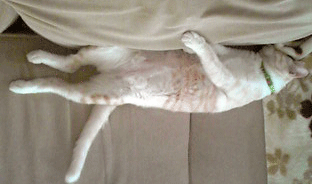 c0196673_14424070.gif