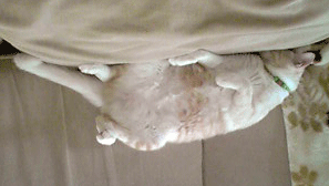 c0196673_14424349.gif