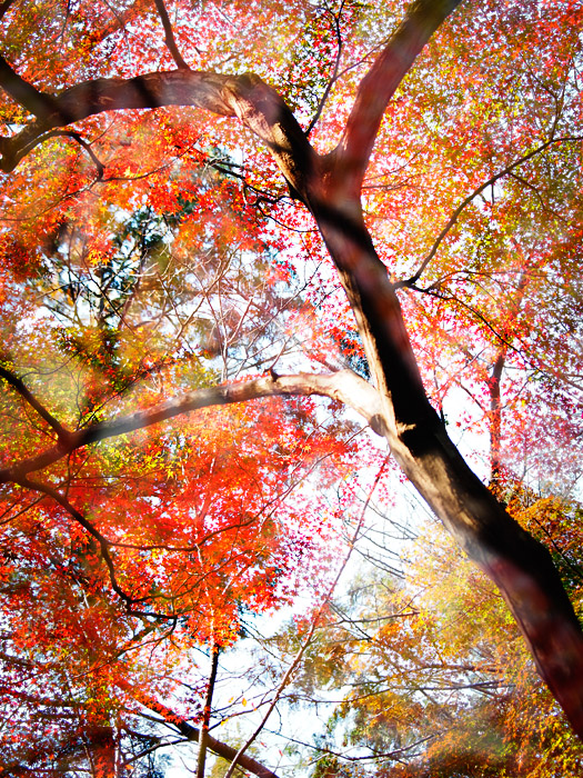 平林寺の紅葉~1~_a0161380_139184.jpg