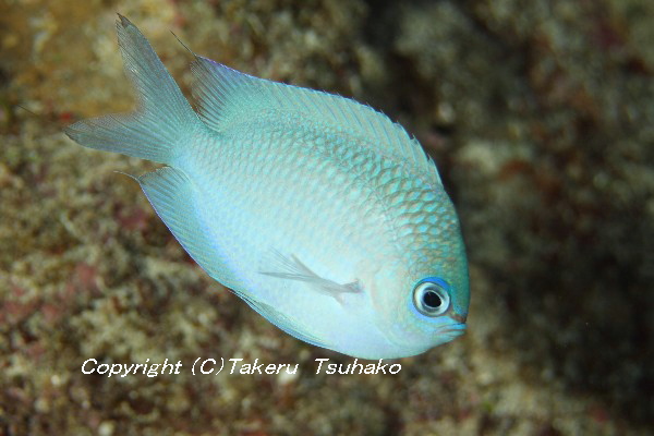 ＃84　和名ナシ　Chromis brevirostris　（の可能性有り）_e0221384_1825714.jpg