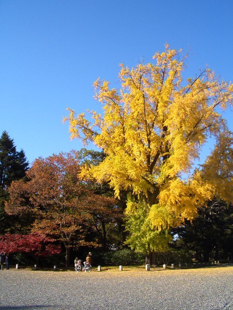 京都御苑の紅葉_e0114588_20401541.jpg