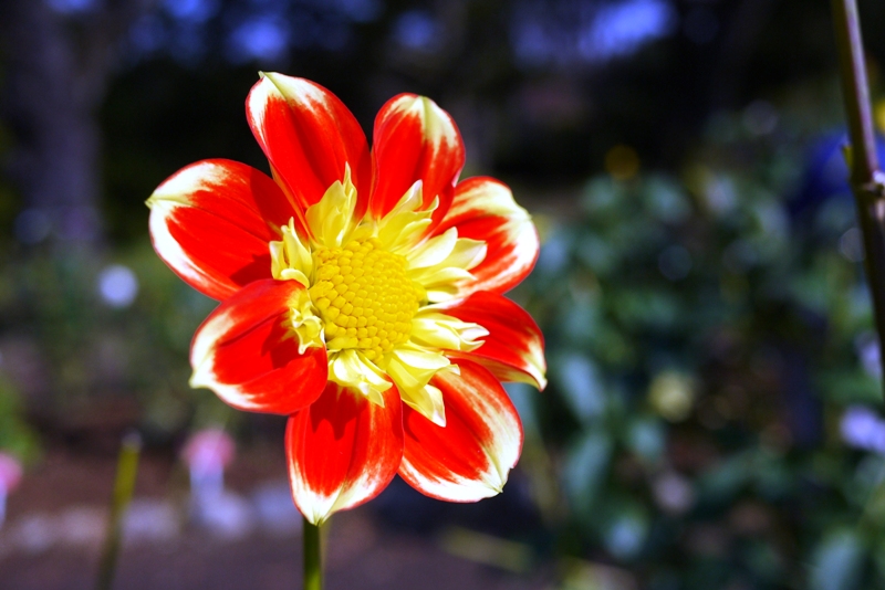 深大寺の紅葉2011 ～神代植物園編～_a0127090_19482820.jpg